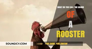Crowing Glory: The Distinctive Call of a Rooster