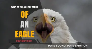 The Majestic Cry: Understanding the Sound of an Eagle