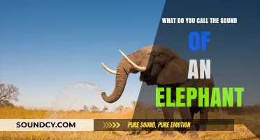 Decoding Elephant Sounds: A Guide to Their Unique Audio Lexicon
