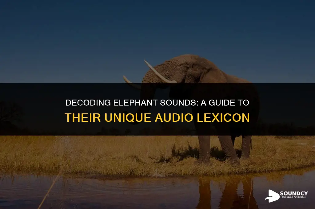 what do you call the sound of an elephant