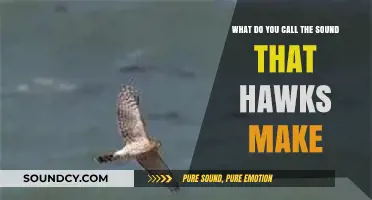 Echoes of the Sky: Unraveling the Mysteries of Hawk Calls