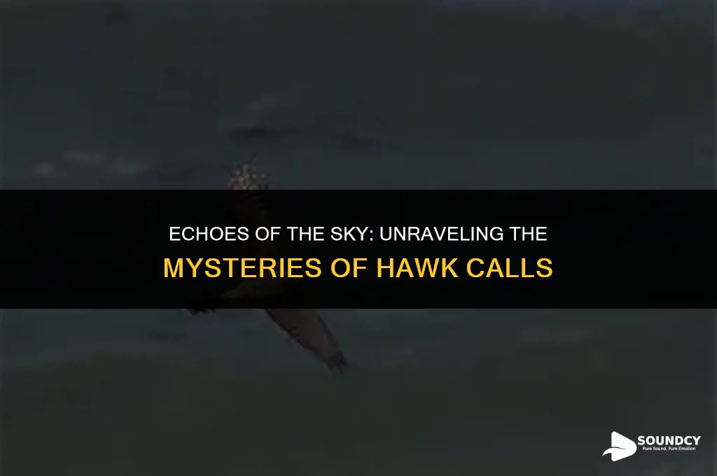 what do you call the sound that hawks make
