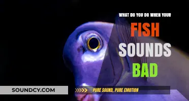 Decoding Fish Noises: When Your Aquatic Buddy Sounds Off
