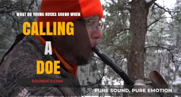 Echoes of the Forest: Understanding Young Bucks' Calls to Does