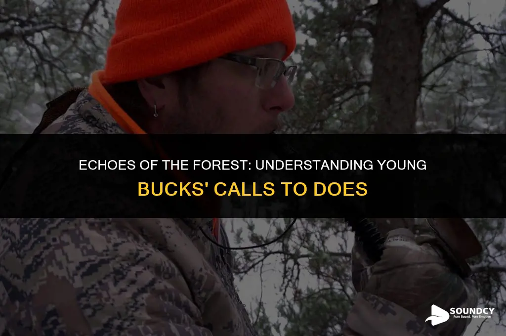 what do young bucks sound when calling a doe