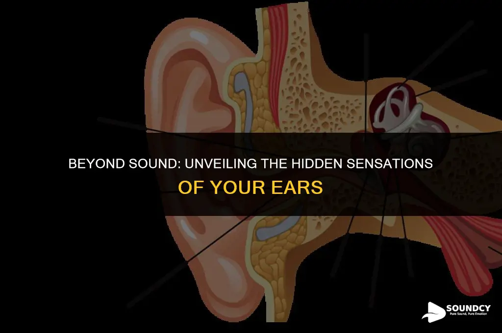 what do your ears sense in addition to sounds