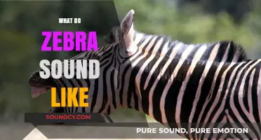 Unveiling the Unique Vocalizations: What Do Zebra Sounds Like?