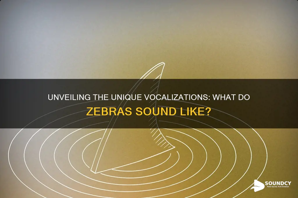 what do zebras sound like