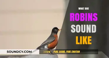 Discover the Unique and Enchanting Sounds of Robins in Nature