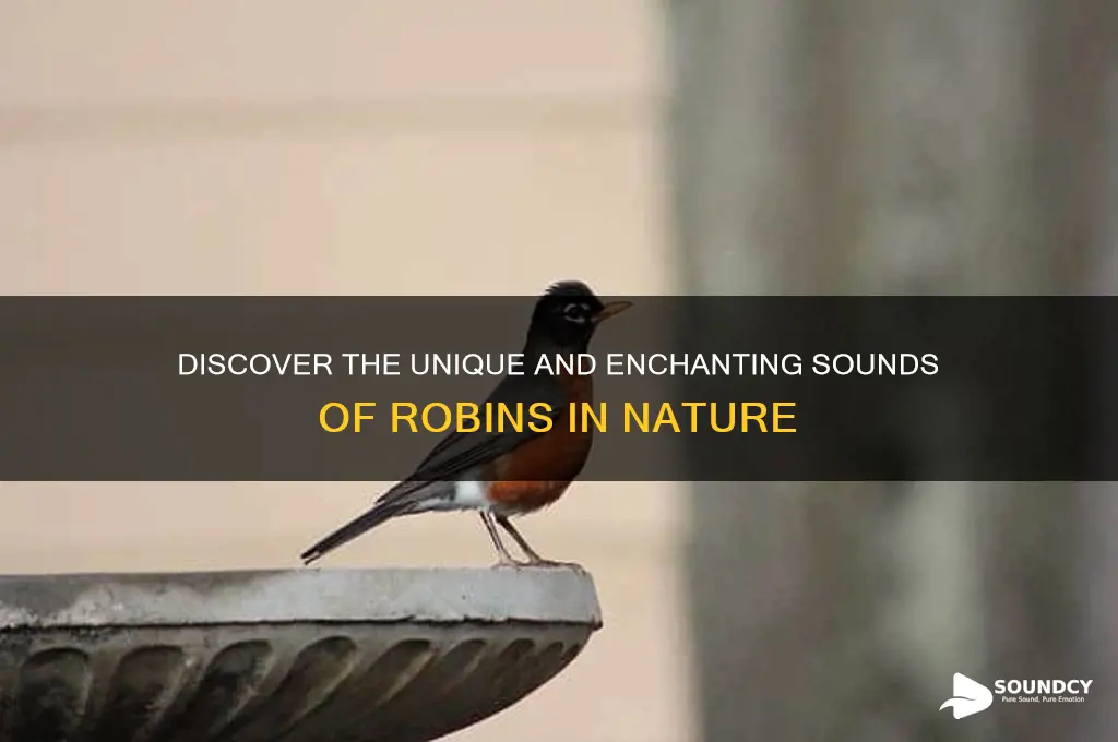 what doe robins sound like