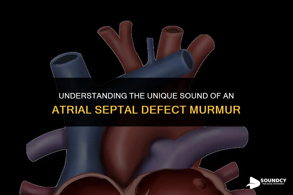 what does a atrial septal defect murmur sound like