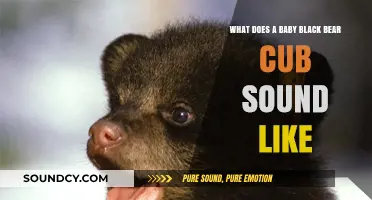 Exploring the Adorable Vocalizations of Baby Black Bear Cubs