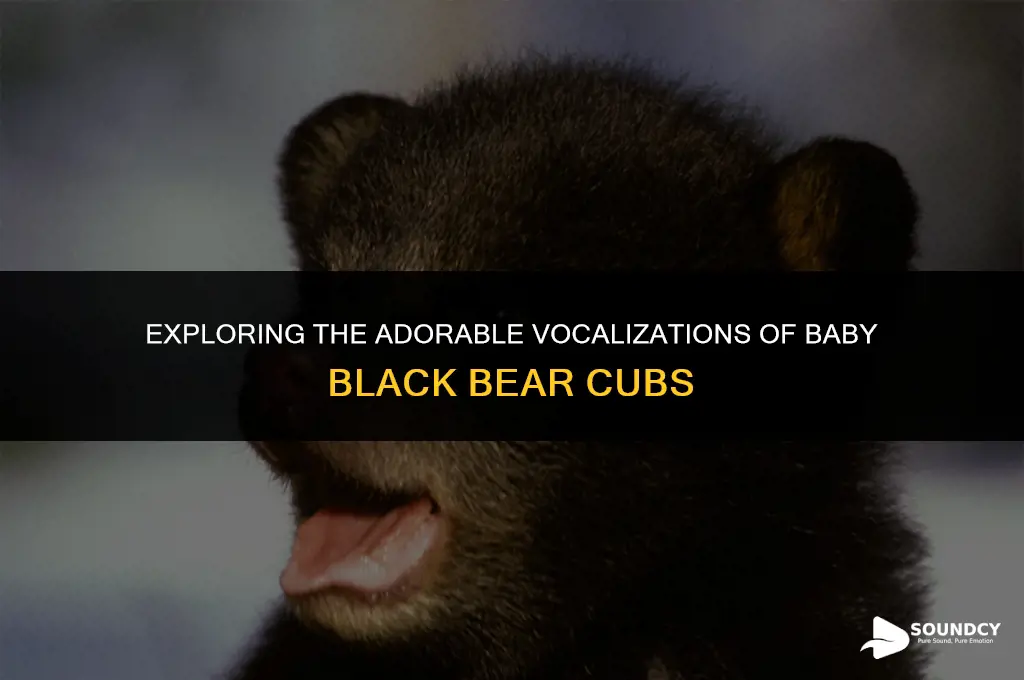 what does a baby black bear cub sound like