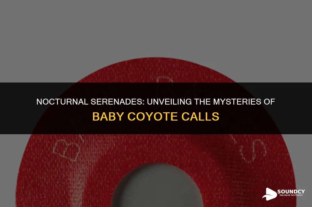 what does a baby coyote sound like at night