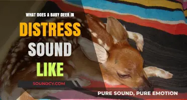 Echoes of Innocence: The Heart-Wrenching Cry of a Baby Deer in Distress