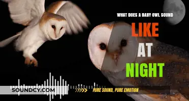 Nocturnal Whispers: Unveiling the Mysterious Calls of Baby Owls