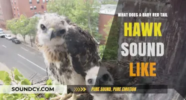Exploring the Unique Vocalizations of Juvenile Red-Tailed Hawks
