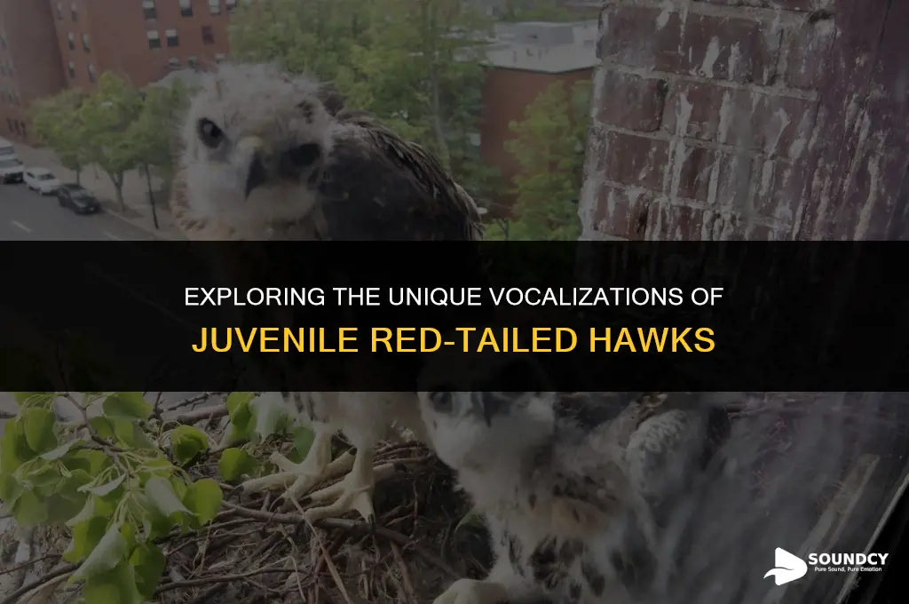 what does a baby red tail hawk sound like