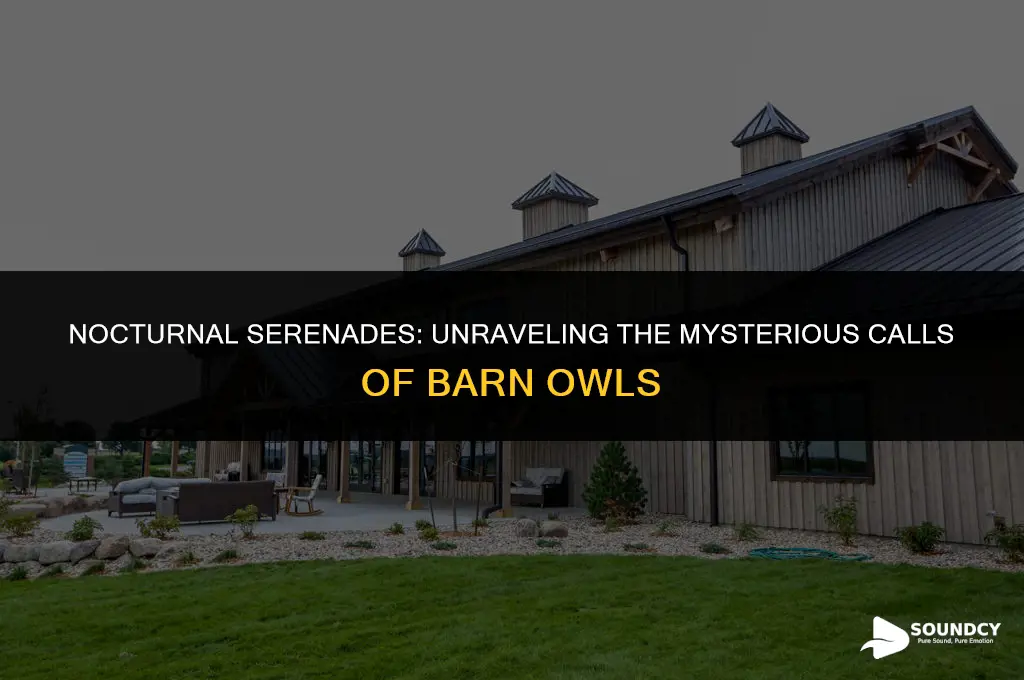 what does a barn owl sound like at night