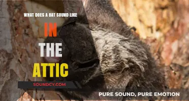 Unsettling Noises: Identifying Bat Sounds in Your Attic at Night