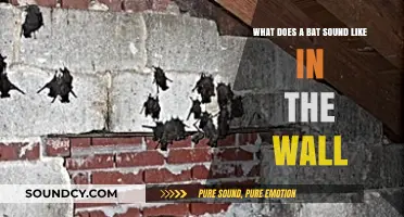 Unsettling Noises: Identifying Bat Sounds in Your Walls Explained