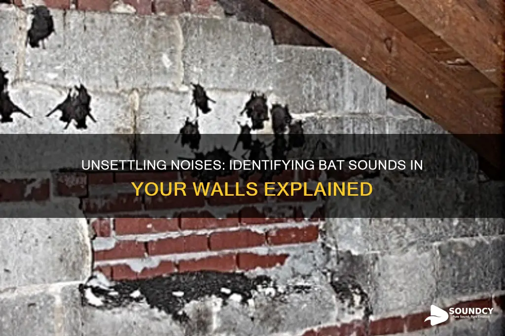 what does a bat sound like in the wall