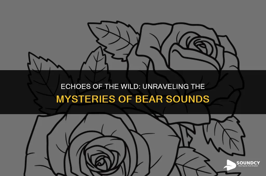 what does a bear sound like in the woods