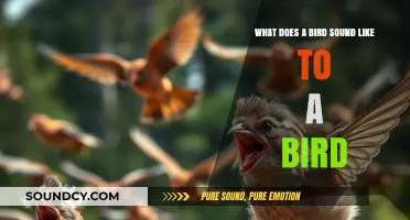 Echoes in the Avian World: Decoding Bird Calls