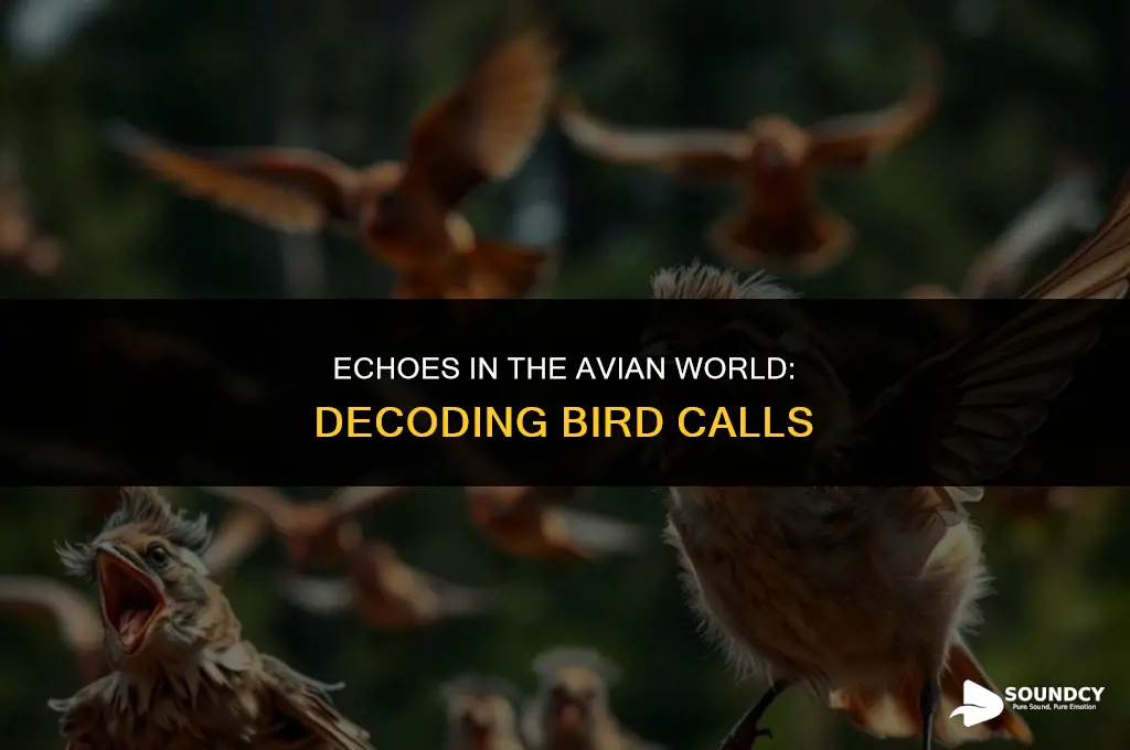 what does a bird sound like to a bird