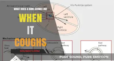 Exploring Avian Health: The Unique Sounds of a Bird's Cough