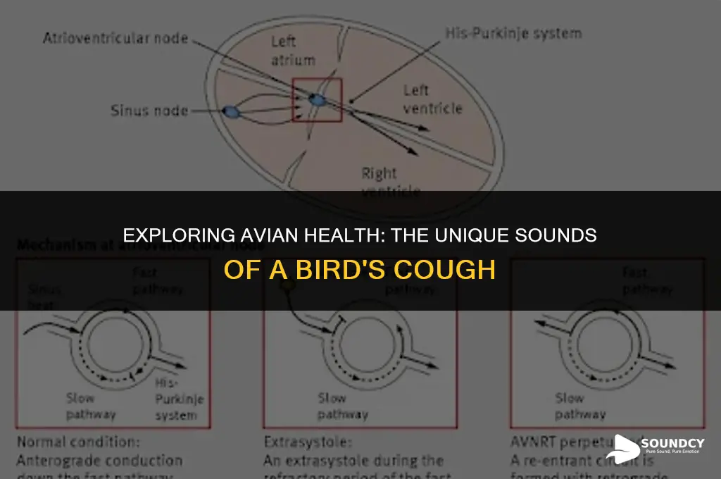 what does a bird sound like when it coughs