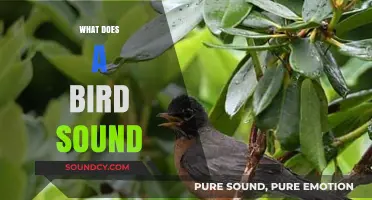 Exploring the Fascinating World of Bird Sounds and Their Meanings