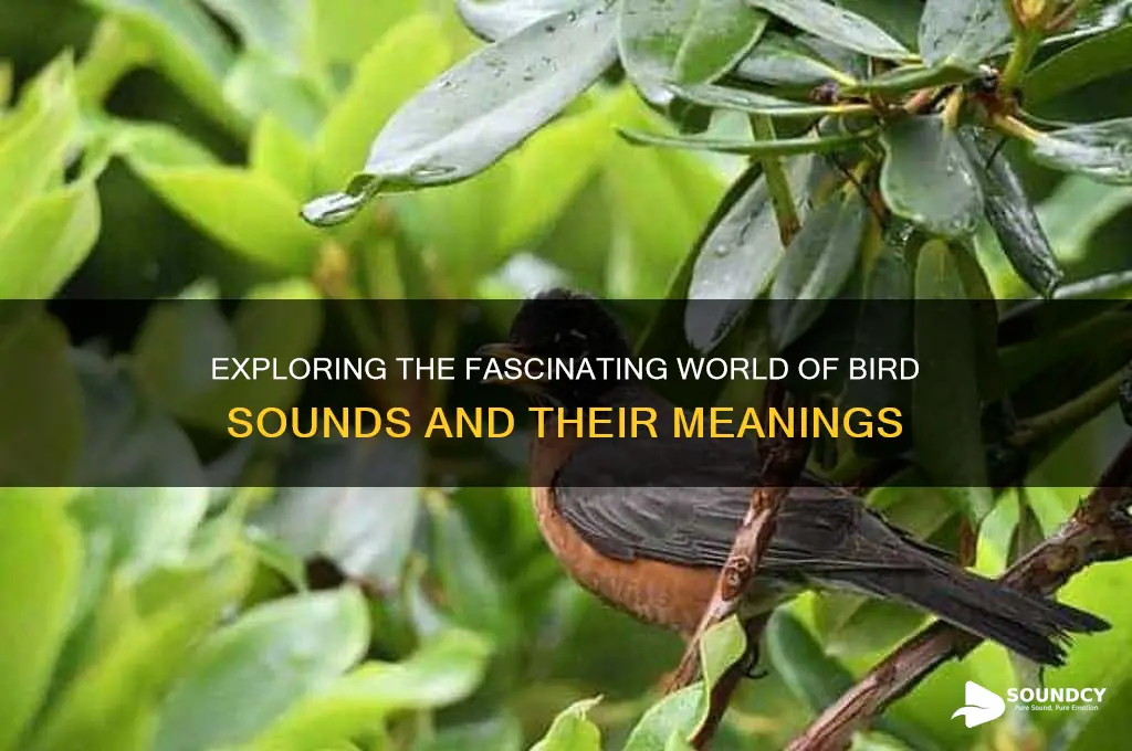 what does a bird sound