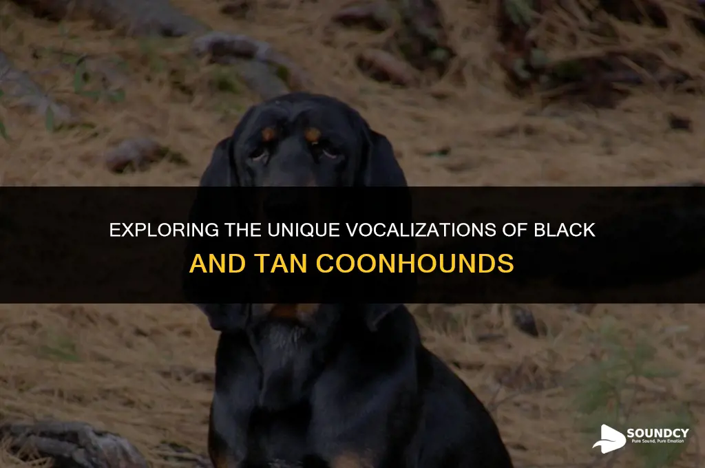what does a black and tan coonhound sound like