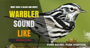 Echoes of Elegance: The Distinctive Song of the Black and White Warbler