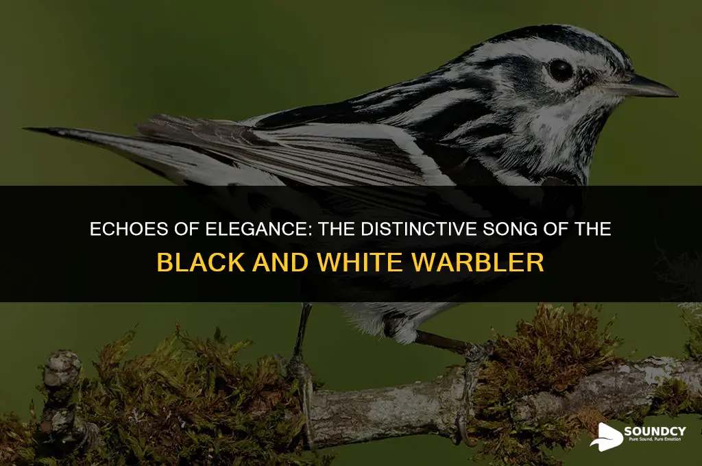 what does a black and white warbler sound like