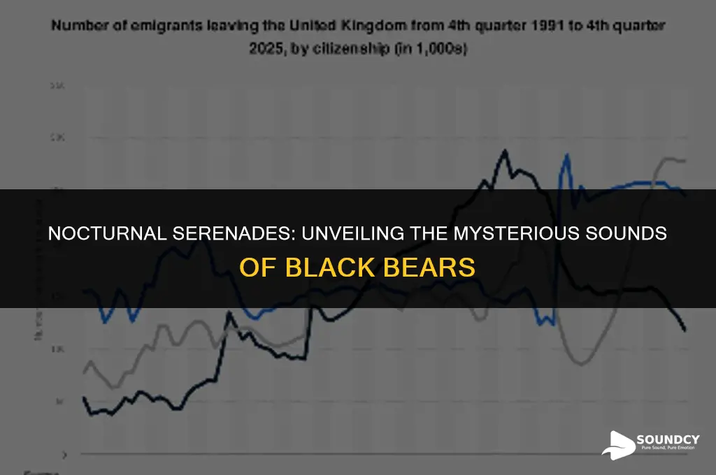 what does a black bear sound like at night