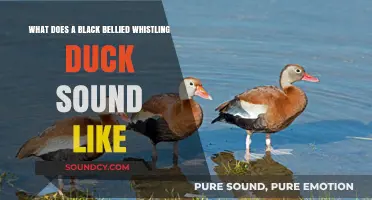 Exploring the Unique Call of the Black-Bellied Whistling Duck