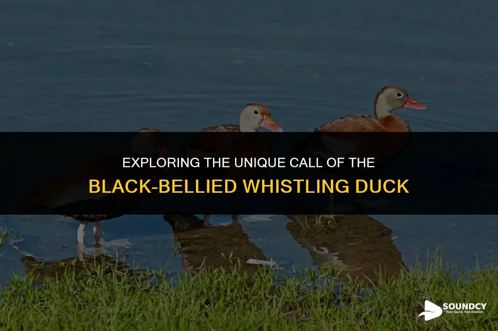 what does a black bellied whistling duck sound like