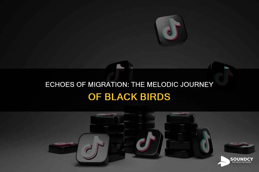 what does a black bird sound like when migrating
