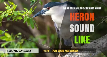 Echoes of the Wetlands: Unveiling the Black-Crowned Night Heron's Call