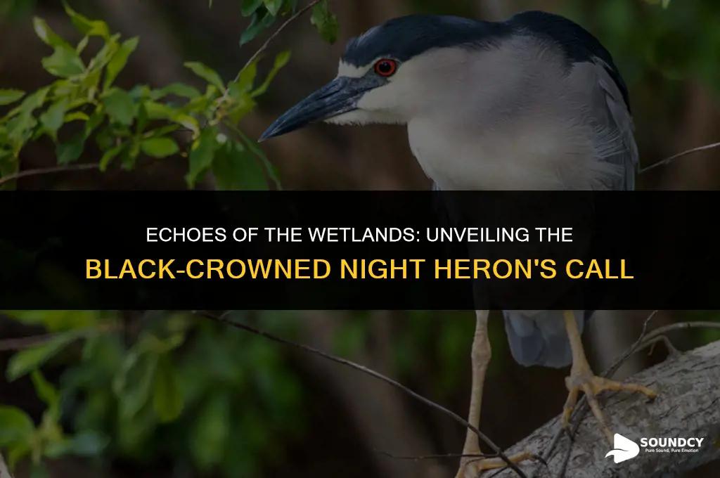 what does a black crowned night heron sound like