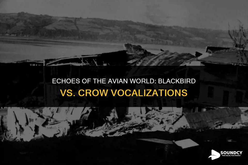 what does a blackbird and a crow sound like