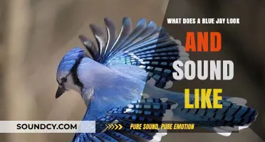 Exploring the Vibrant World of Blue Jays: A Visual and Auditory Guide