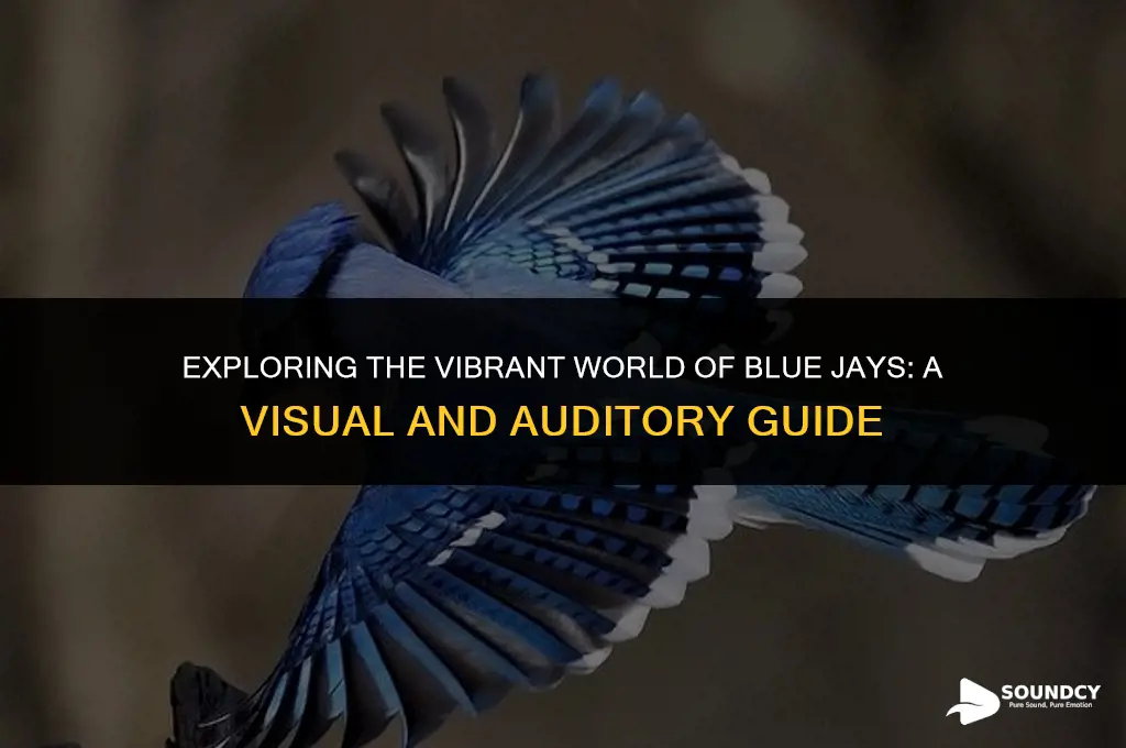 what does a blue jay look and sound like