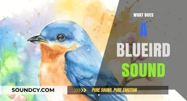 The Enchanting Melody: What Does a Bluebird Sound Like?