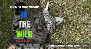 Echoes of the Wild: Unveiling the Mysterious Sounds of Bobcats