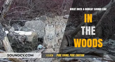 Echoes of the Wild: Unraveling the Bobcat's Mysterious Calls