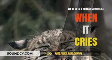The Haunting Melodies: Unraveling the Mystery of Bobcat Cries