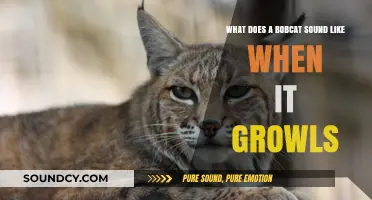 Unleashing the Wild: The Distinctive Growl of a Bobcat